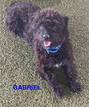 Gabriel, Adult Male unknown