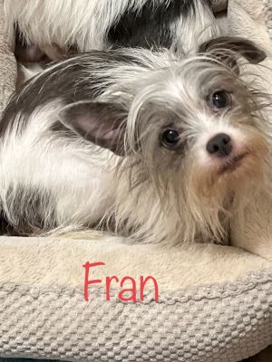 Fran, Adult Female unknown