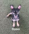 Robin photo 3