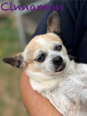 Cinnamon, Senior Female unknown