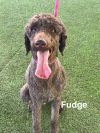 Fudge photo 2