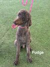 Fudge photo 3