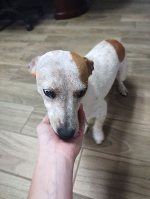 Dandelion, Adult Female unknown