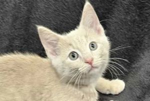Coaster - SEE ME & PETCO!, Baby Male unknown