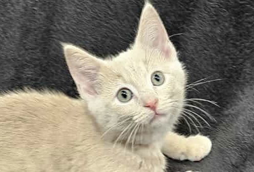 Coaster - SEE ME @ PETCO!