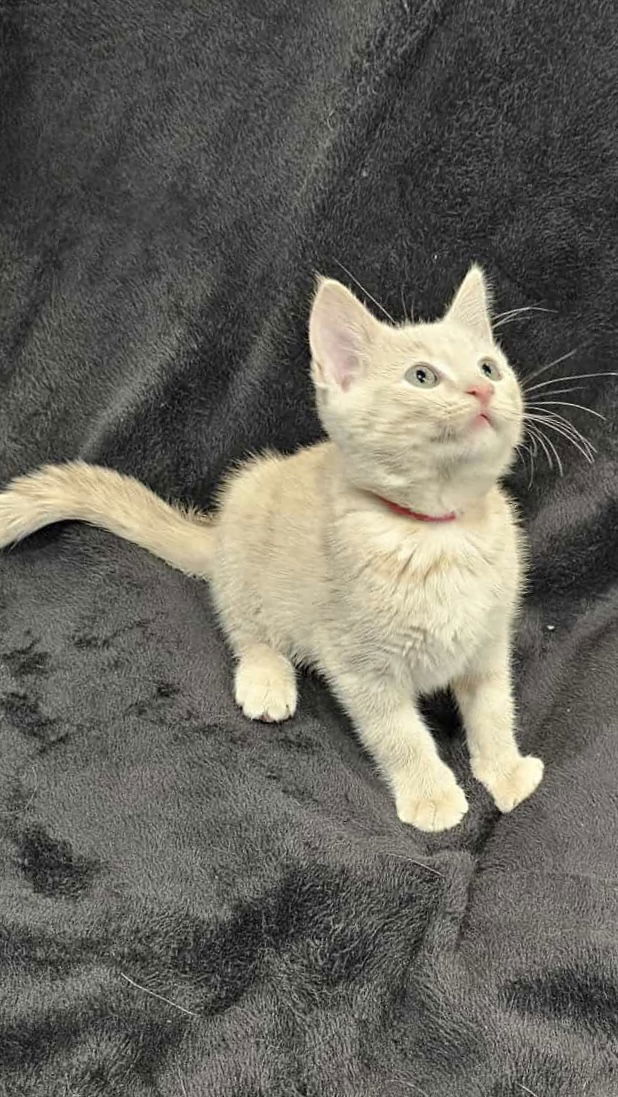 Coaster - SEE ME @ PETCO!