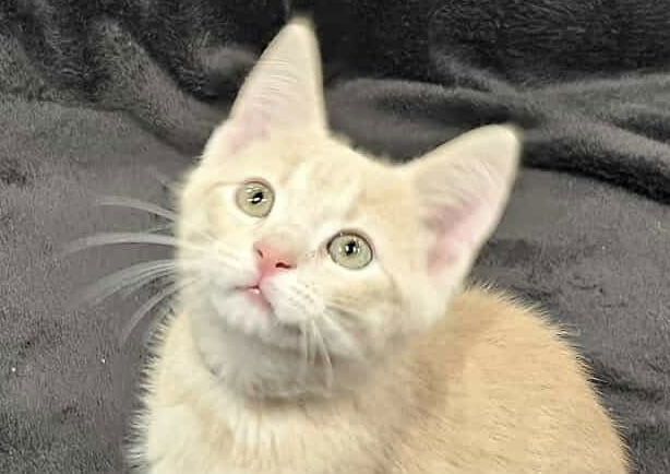 Khaki - SEE ME @ PETCO!