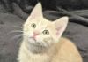 Khaki - SEE ME @ PETCO! photo 1