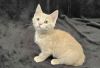 Khaki - SEE ME @ PETCO! photo 2
