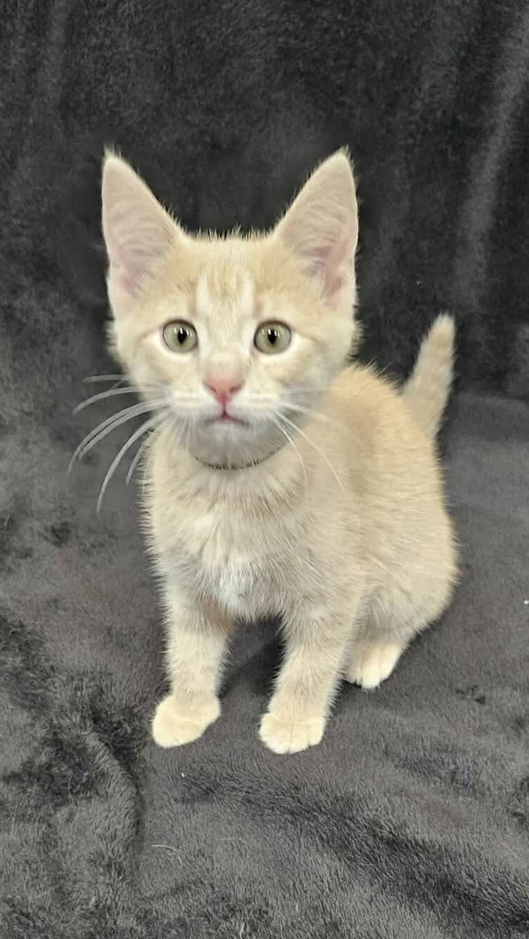 Khaki - SEE ME @ PETCO!