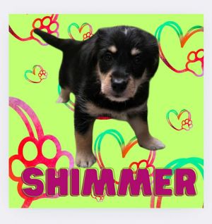 Shimmer