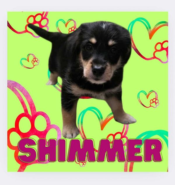 Shimmer