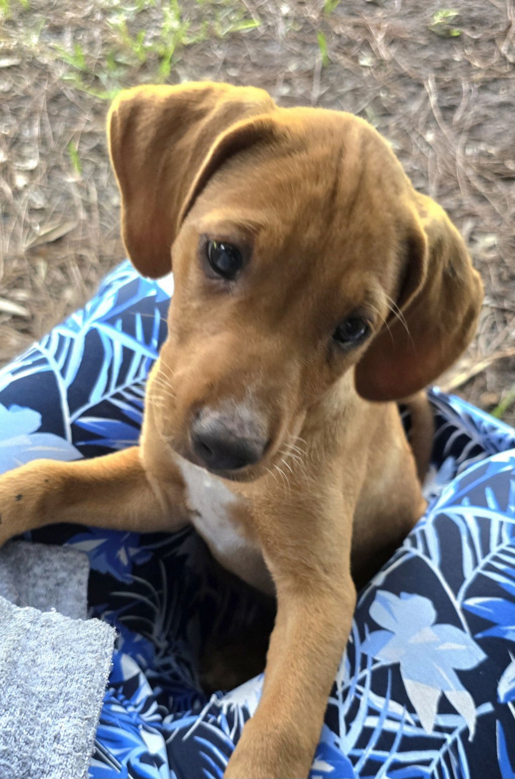 Hazel