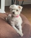 Puppy photo 1