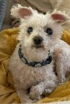 Puppy photo 2