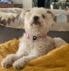 Puppy photo 3