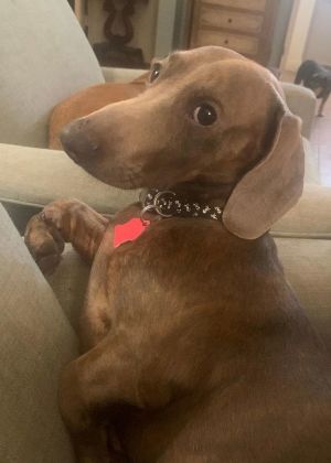Bosley, Young Male unknown