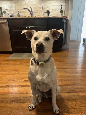 Fenway #1, Adult Male unknown
