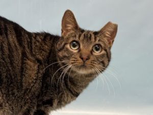 Lucy, Adult Female unknown