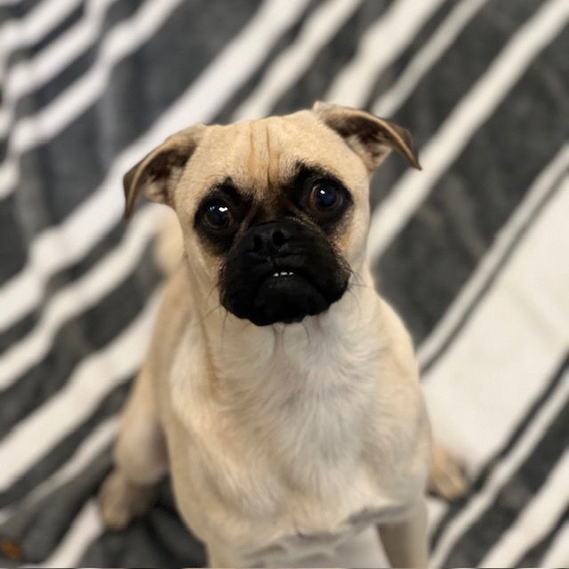 Adopt Oso the Puppy!