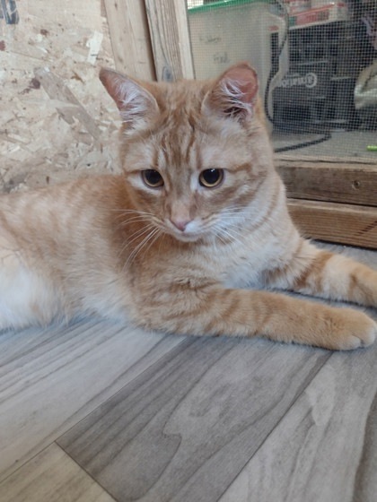 Orion, an adoptable Domestic Short Hair in Moses Lake, WA, 98837 | Photo Image 1