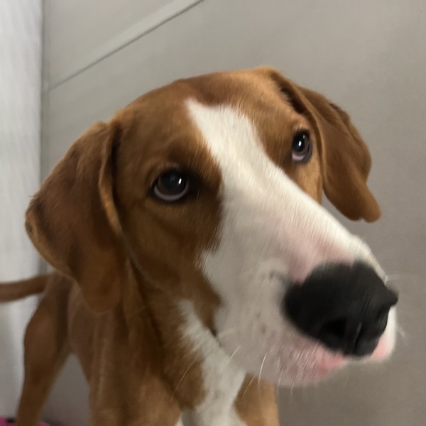 Shiloh