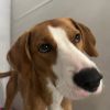 Shiloh photo 1