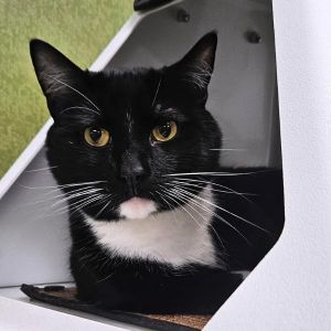 Peter Parker - Bonded W/ Lois Lane, Adult Male unknown