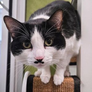 Lois Lane - Bonded W/ Peter Parker, Adult Female unknown