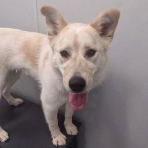 Poco, Young Female unknown