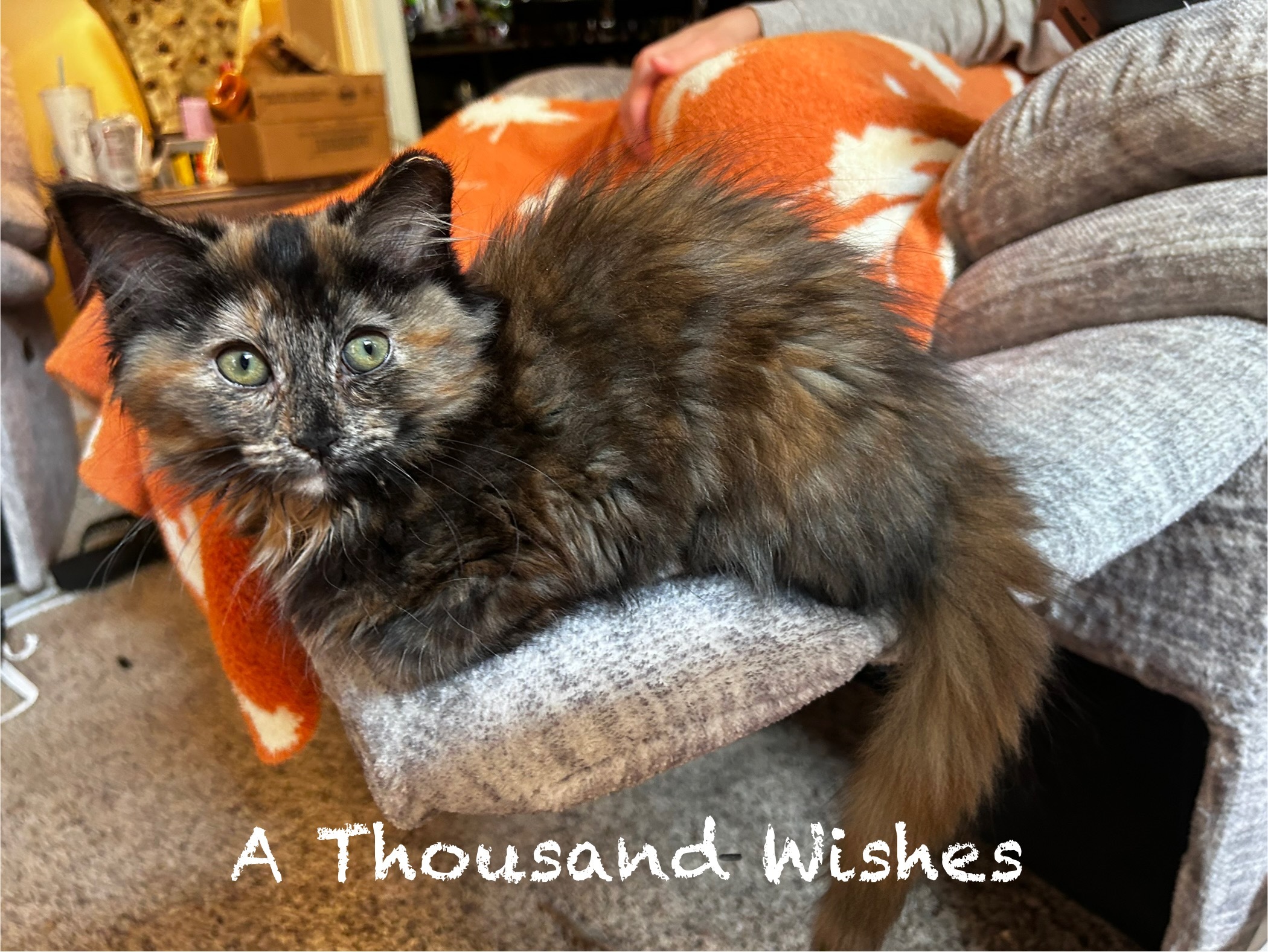 A Thousand Wishes