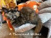 A Thousand Wishes photo 1