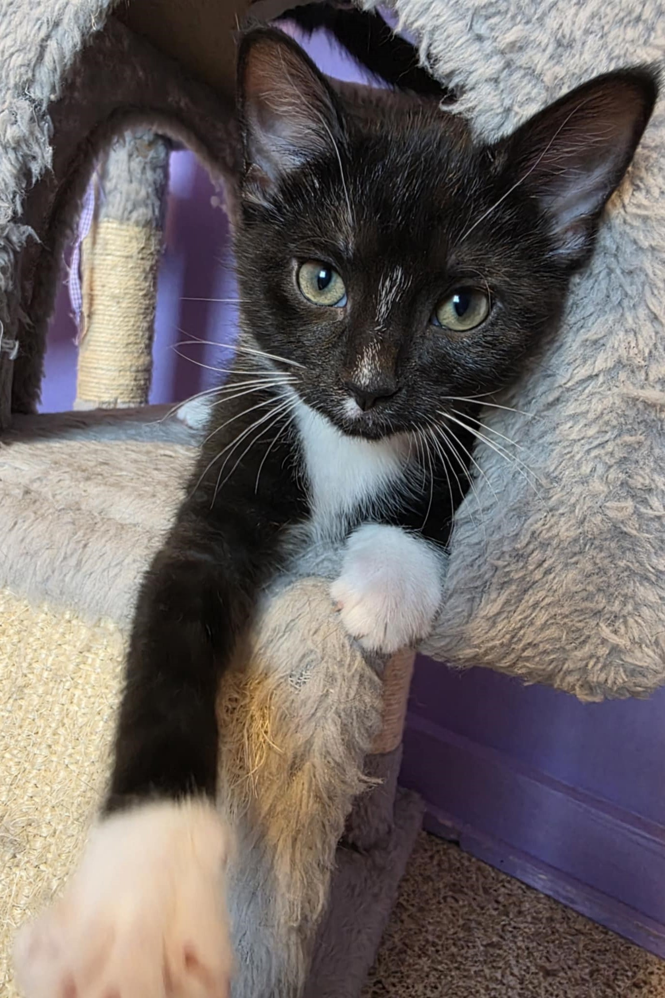Nala