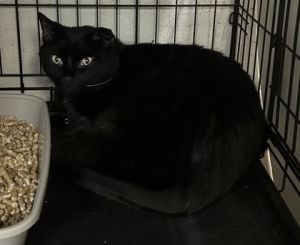 Bernie, Adult Male unknown
