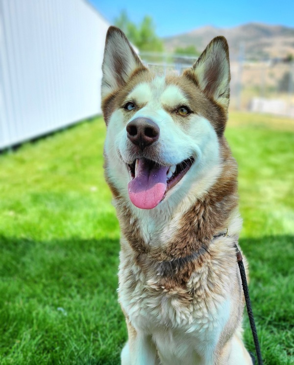Max 44038, an adoptable Siberian Husky in Pocatello, ID, 83205 | Photo Image 1