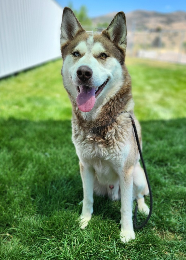 Max 44038, an adoptable Siberian Husky in Pocatello, ID, 83205 | Photo Image 2