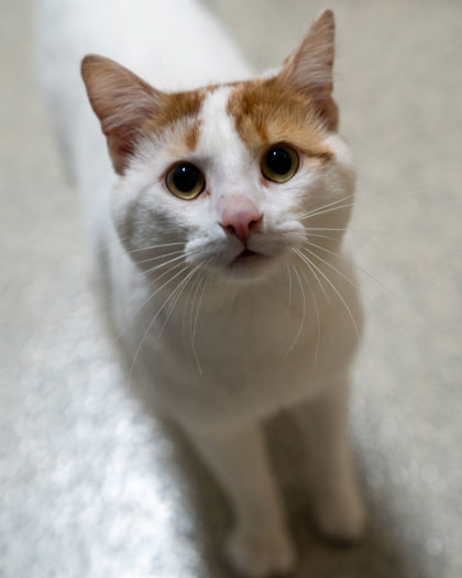 Luffy, an adoptable Domestic Short Hair in Pequot Lakes, MN, 56472 | Photo Image 1