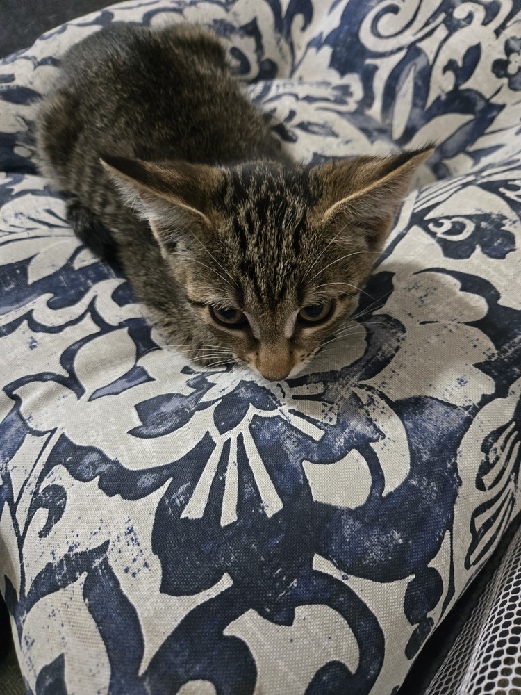 Spike