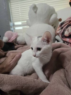 Mohawkiana, Baby Female unknown