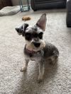 Gertie photo 1