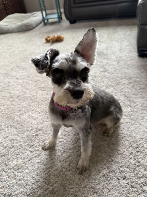 Gertie, Adult Female unknown