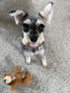 Gertie photo 2