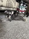 Gertie photo 3