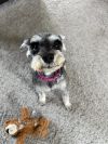 Gertie photo 4