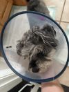 Gertie photo 5