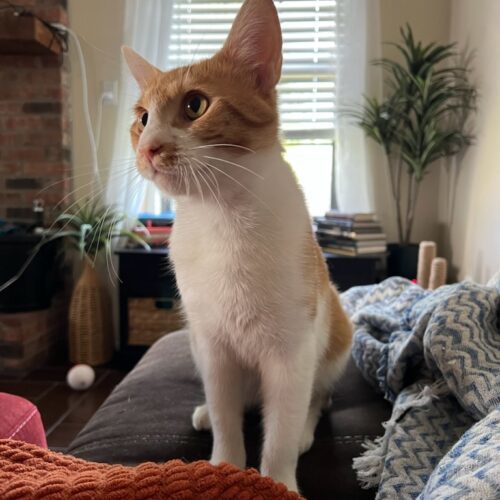 Felix