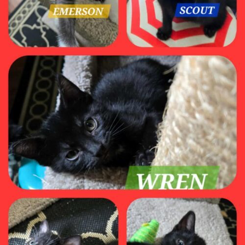 Scout