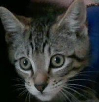 Hudson