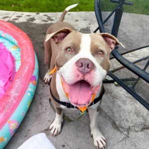 Nash, Adult Male unknown