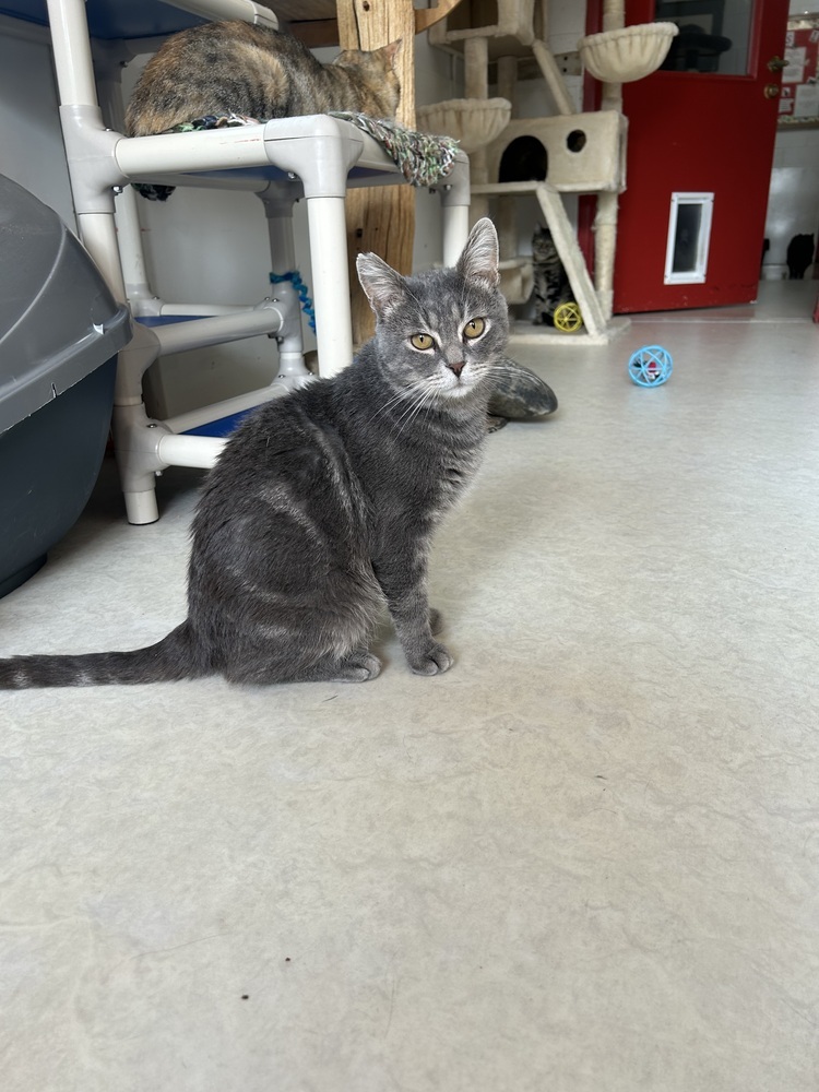 Troy, an adoptable Domestic Short Hair in Salmon, ID, 83467 | Photo Image 1